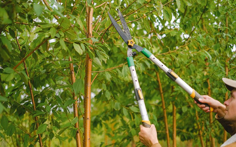 Tree trimming in Kellyville, OK