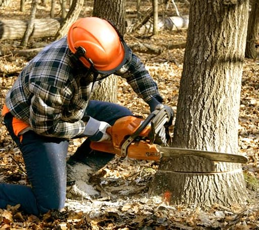 Tree Removal in Kellyville, OK